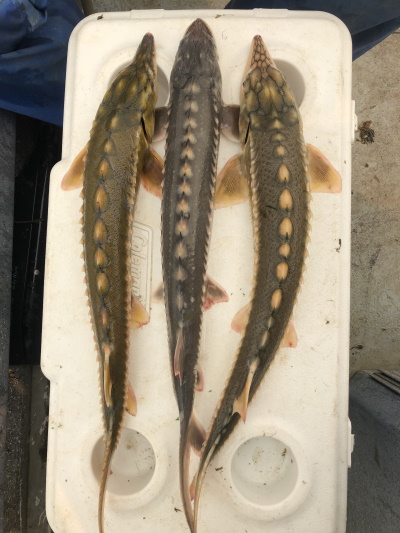 Juvenile Sturgeon